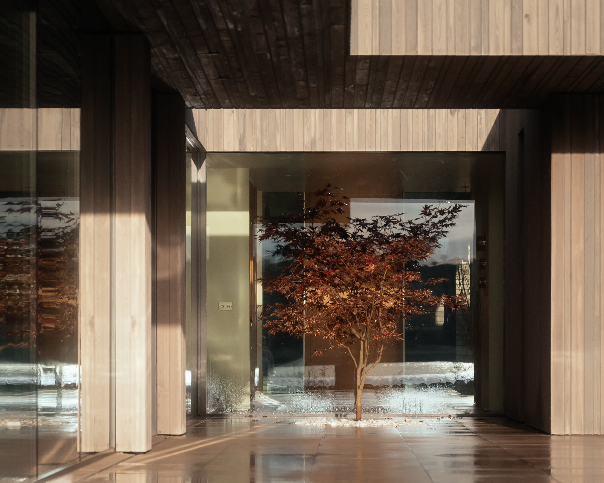 A courtyard on a property with a single tree surrounded by wood-panelled walls and floor to ceiling windows.